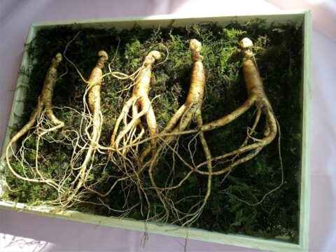 Ginseng Wurzeln, ein Naturheilmittel
